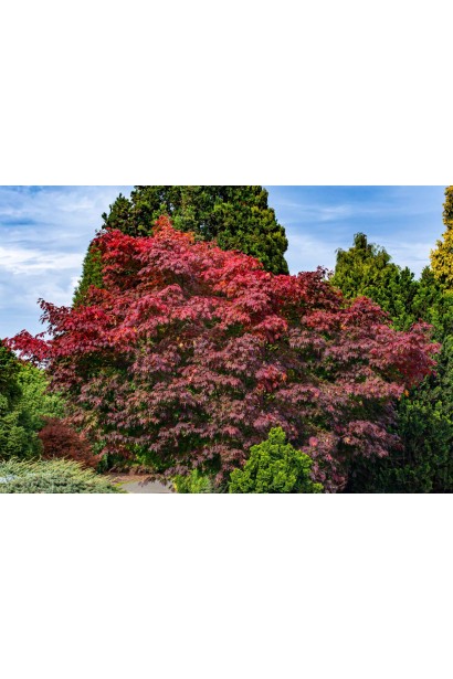 Клен псевдозібольдів Arctic Jade